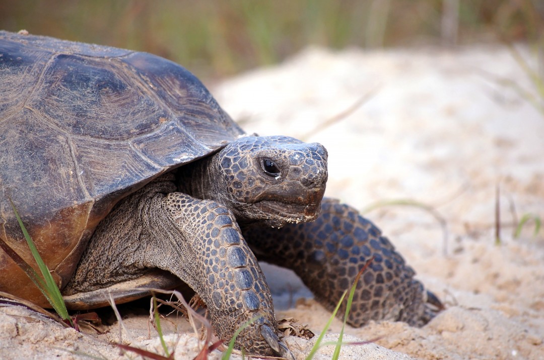 Reflection: The Turtle Blog Mischa Field Reflection: The Turtle Blog Mischa Field